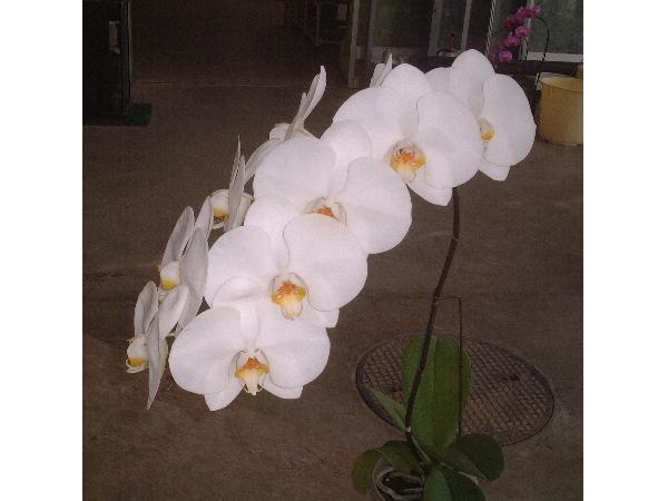 Orchid_1.jpg